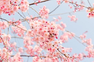桜の花見は日本の風物詩