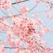 花見はいつから始まった？その起源や由来は何？春の日本の伝統文化